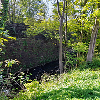 Wolf Safety and the River Sheaf: Local Stewardship in Sheffield